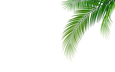 palm tree isolated on white background