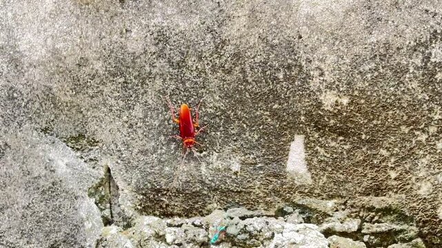 Cockroach carrying a small insect while walking on old concrete wall &ndash; survival and urban pest behavior concept