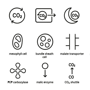 Carbon Fixation Pathway Icons. Outline icon set of carbon fixation pathways: C3 pathway, C4 pathway, CAM pathway, mesophyll cell,