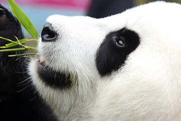 Giant panda enjoying its bamboo lunch