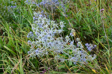 Close-up shot of a sea holly plant in a field
