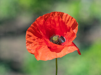 Detailed macro shot of a bright red poppy flower