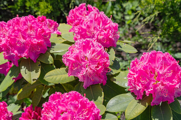 Azaleas flowers with leaves, Pink flowers