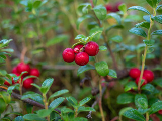 Red lingonberries on bushes with green leaves in a forest in Karelia