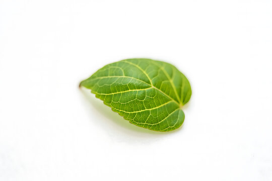 Minimalistic 3D Green Leaf on White Background