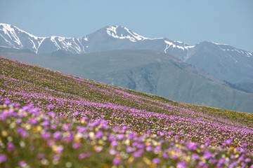 Obraz premium On the Assy Turgen plateau in Kazakhstan, vast, colorful fields of wild spring flowers bloom against a backdrop of snow-capped mountains.