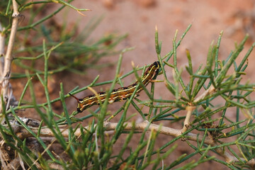 Euphorbiaceae hawk moth, caterpillar with a horn in its natural habitat in the steppe part of Almaty region of Kazakhstan in spring.
