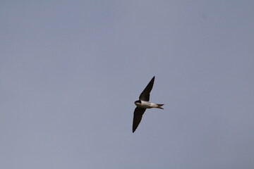 House martin (Delichon urbicum) captured mid-flight against a clear sky.

