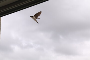 Fototapeta premium House martin (Delichon urbicum) captured mid-flight against a clear sky.