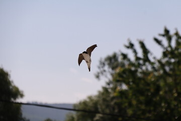 House martin (Delichon urbicum) captured mid-flight against a clear sky.

