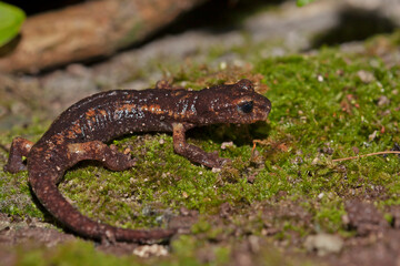 The Italian Cave Salamander (Speleomantes italicus) is a rare amphibian native to Italy, known for its secretive nature and cave habitats. Ideal for wildlife, conservation, and nature projects.