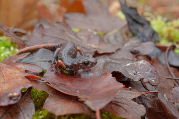 The Italian Cave Salamander (Speleomantes italicus) is a rare amphibian native to Italy, known for its secretive nature and cave habitats. Ideal for wildlife, conservation, and nature projects.