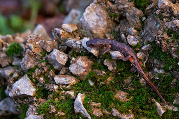 The Italian Cave Salamander (Speleomantes italicus) is a rare amphibian native to Italy, known for its secretive nature and cave habitats. Ideal for wildlife, conservation, and nature projects.