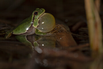 The Italian Tree Frog (Hyla intermedia) is a vibrant amphibian native to Italy, known for its bright green color and melodic calls. Perfect for wildlife, nature, and conservation projects.