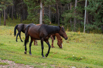 Several horses grazing on a grassy meadow at the edge of a dense pine forest under a clear sky