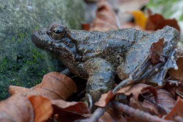 The Italian Stream Frog (Rana italica) inhabits clean, flowing waters in Italy. Known for its distinctive call and habitat, it’s ideal for wildlife, conservation, and freshwater ecosystem projects.