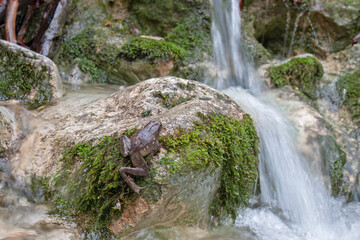 The Italian Stream Frog (Rana italica) inhabits clean, flowing waters in Italy. Known for its distinctive call and habitat, it’s ideal for wildlife, conservation, and freshwater ecosystem projects.