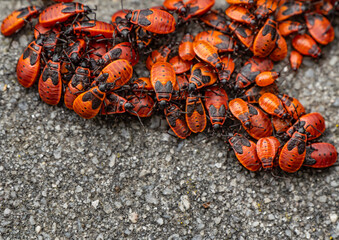 A cluster of firebugs (Pyrrhocoris apterus) on asphalt. Close-up of red and black insects in a...