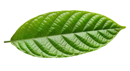 green cocoa leaf isolated on white