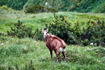 Tatra chamois in a meadow in the Tatra Mountains