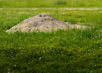 A pile of sand in the middle of a blooming spring meadow, surrounded by tall green grass and...