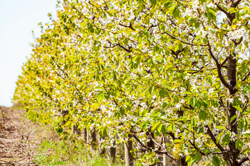 A blooming apple orchard on a magical sunny day. Agrarian region of Ukraine, Europe. Scenic image of trees in charming garden. Flowering orchard in spring time. Photo wallpaper. Beauty of earth.