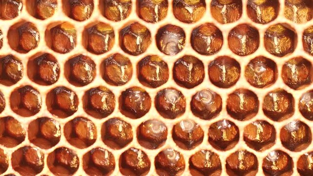 Eggs and larvae of future honey bees.
These are two successive phases of honey bee development.
