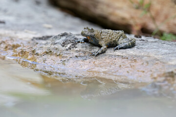 The Apennine Yellow-Bellied Toad (Bombina pachypus) is a vibrant amphibian native to Italy’s Apennines, known for its bright belly and unique call. Perfect for conservation and wildlife projects.