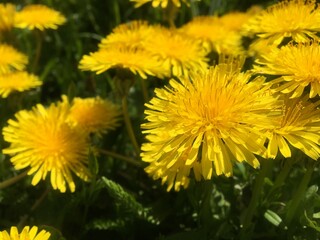 Yellow dandelions blooming in a sunlit field.