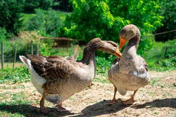 Obraz premium Close-up of two grey geese interacting against a green forest background