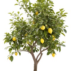 lemon tree