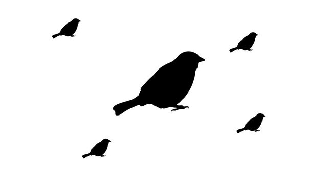Zoom in and out animation the bird sparrow symbol. Large black symbol in the center and four small symbols around. Seamless looped 4k animation on white background