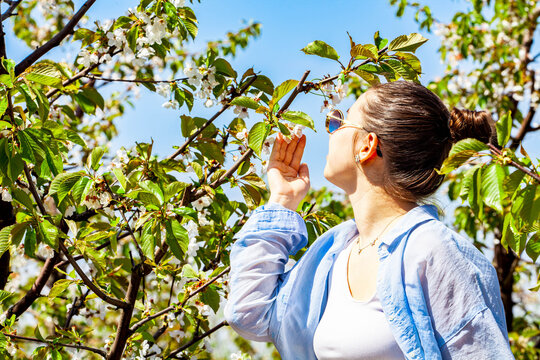 Picture of a very beautiful young lady while she is in the cherry orchard and she is smiling very beautifully. The girl is in a blue shirt with glasses. The girl is posing in the very blooming orchard