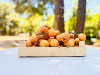 Loquats freshly collected from the tree.