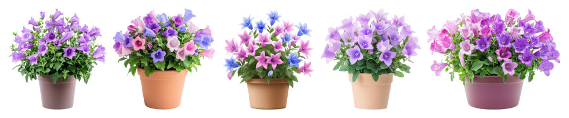 Naklejka premium PNG Vibrant potted petunia flowers, element set on transparent background
