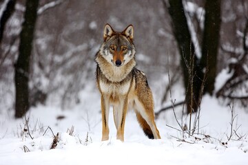 Obraz premium Wolf standing in the snowy forest
