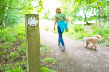 Shallow focus of a typical public footpath and bridle path seen in a British forest. A female dog...