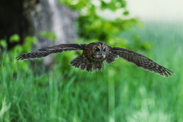 old tawny owl (Strix aluco) flying low