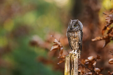 The Eurasian scops owl (Otus scops) the European scops owl hilariously on a stick in the forest