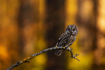 The Eurasian scops owl (Otus scops) the European scops owl hilariously with orange background