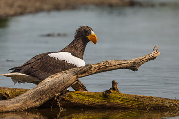 Steller's sea eagle (Haliaeetus pelagicus) in driftwood