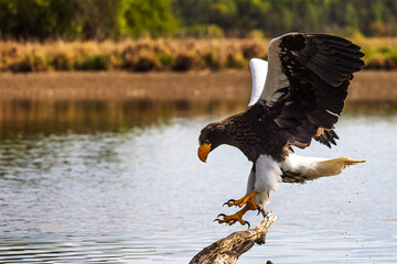 Steller's sea eagle (Haliaeetus pelagicus) while hunting on the coast