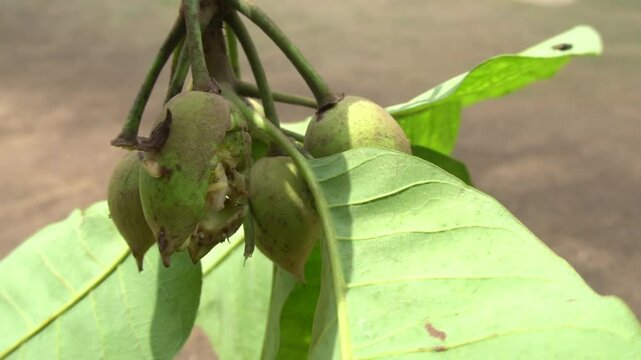 Madhuca longifolia, or mahua, is a fast-growing Indian tree with edible flowers, medicinal bark, and oil-rich seeds