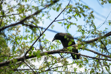 Grey crow sitting on a tree branch adorned with vibrant green leaves and delicate white flowers, enjoying pleasant spring weather while searching for food in a serene environment