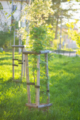 Wooden support frame nurturing a young tree, helping it grow upright in a grassy park, highlighting the importance of urban forestry and promoting environmental sustainability