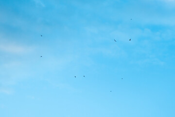 birds swifts or swallows are flying high in a mostly clear, blue sky with only a few small, scattered clouds present, creating a serene and peaceful atmosphere