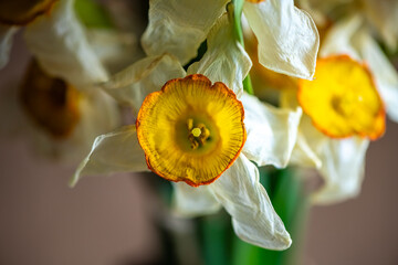 Close-up view of a wilting narcissus flower, showcasing the intricate textures and striking colors as it gracefully transitions through the natural process of decay and aging