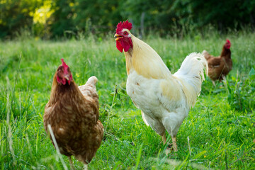 a white rooster in green grass