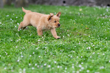 CUCCIOLI GOLDEN RETRIVER