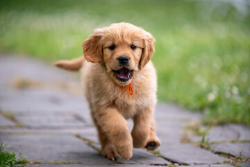 CUCCIOLI GOLDEN RETRIVER
